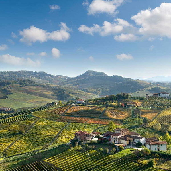 Barolo 2017 - Vajra, Baudana, Trediberri and Elio Grasso