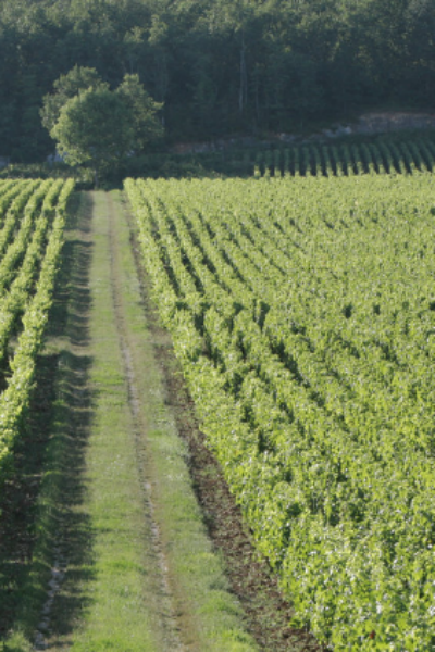 One of Nuits Saint George's (and Burgundy's) Unsung Gems